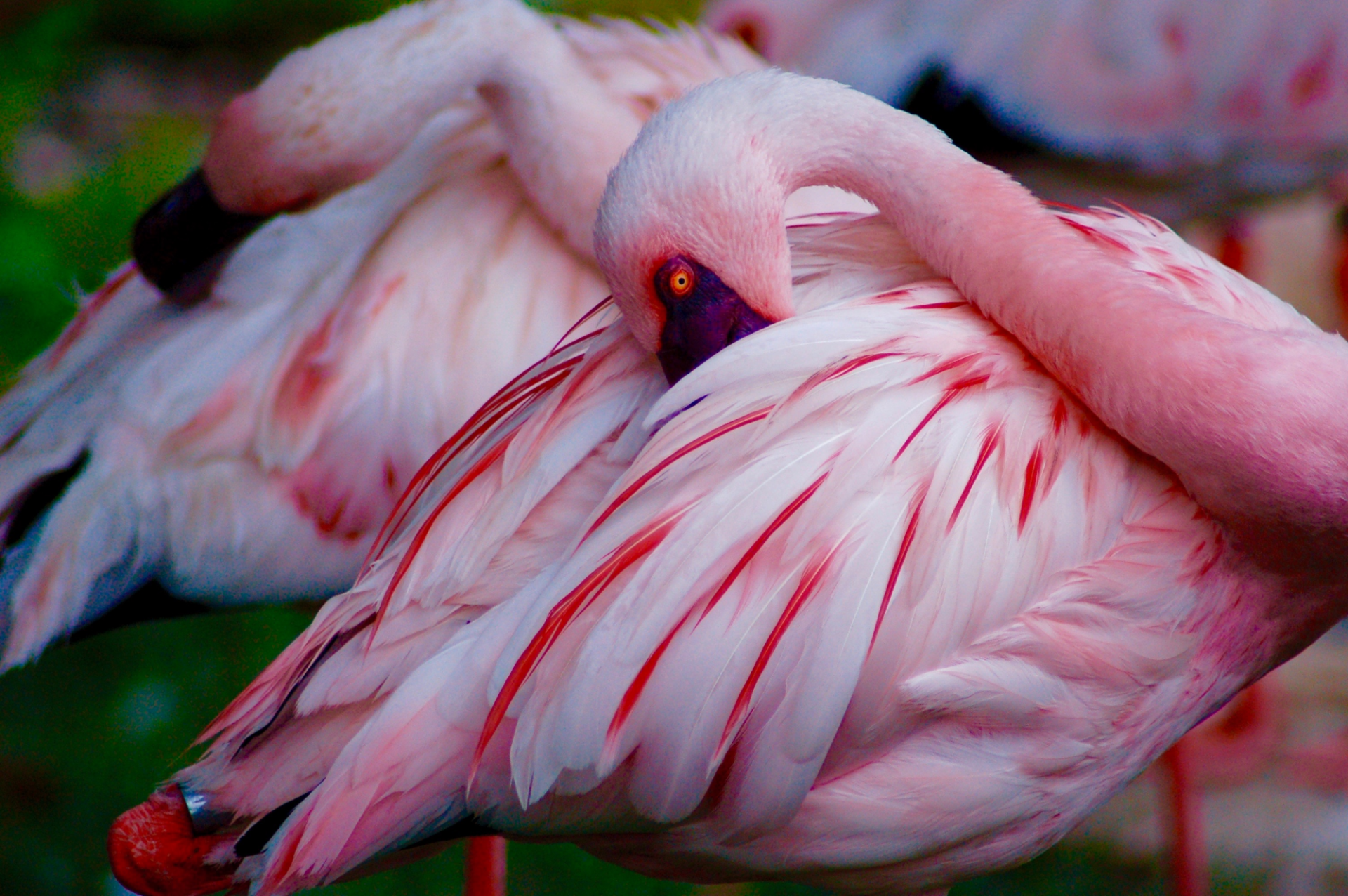 Flamingos.png