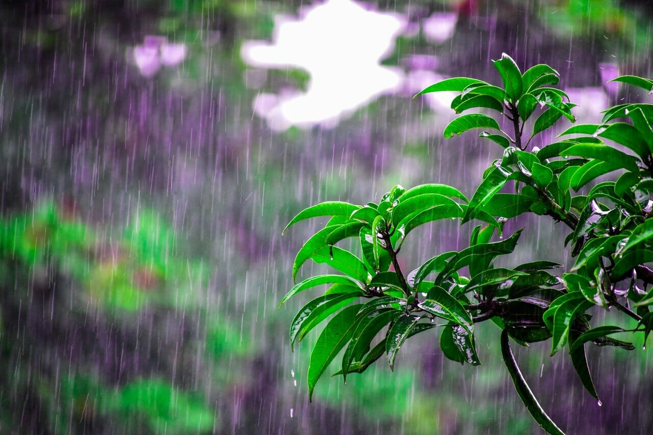 Rain-On-Plants.jpg